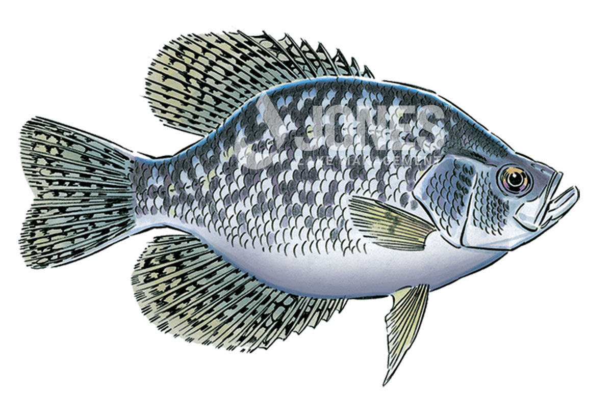 black crappie