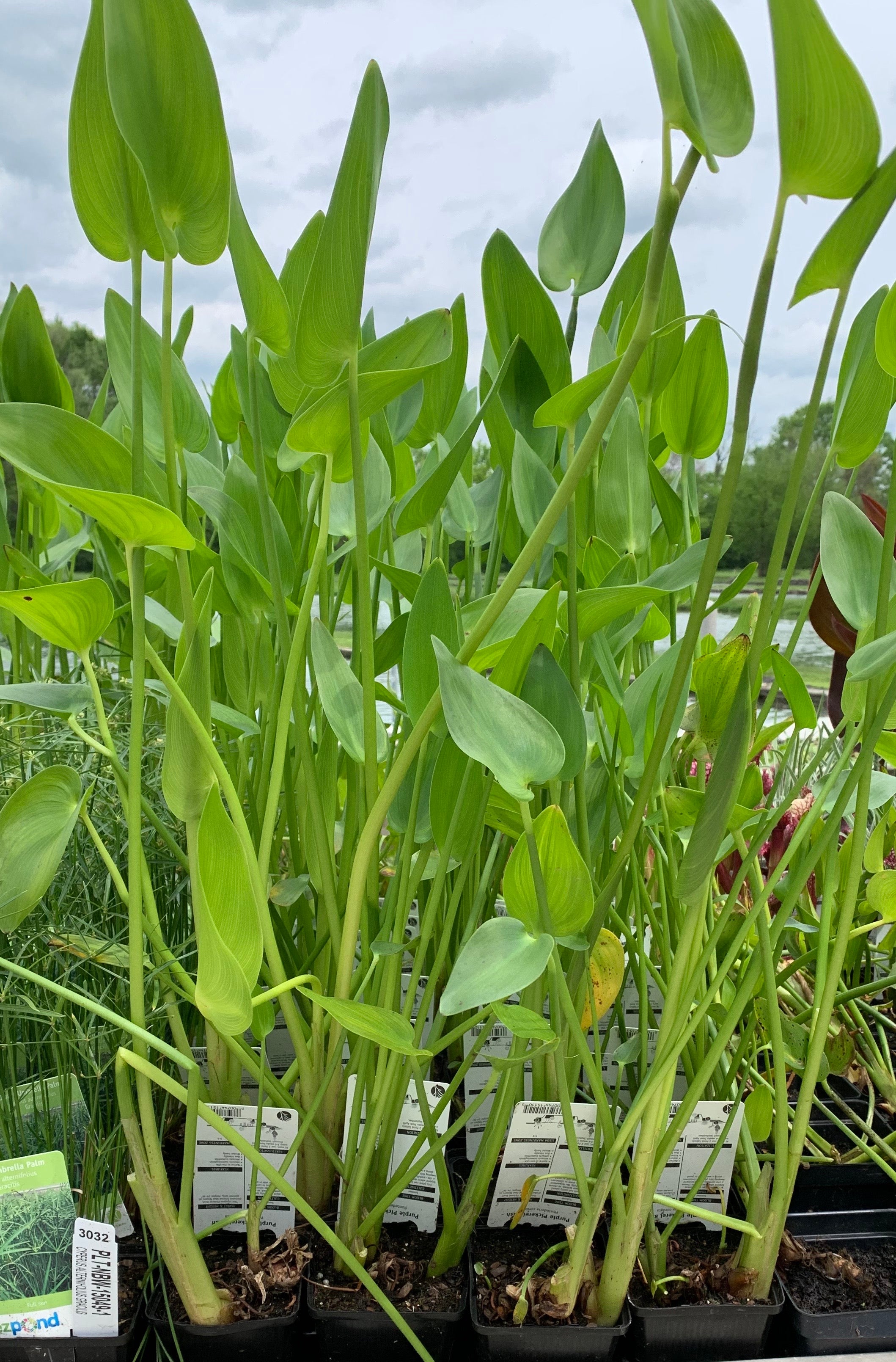 Native Wetland Plant Packages
