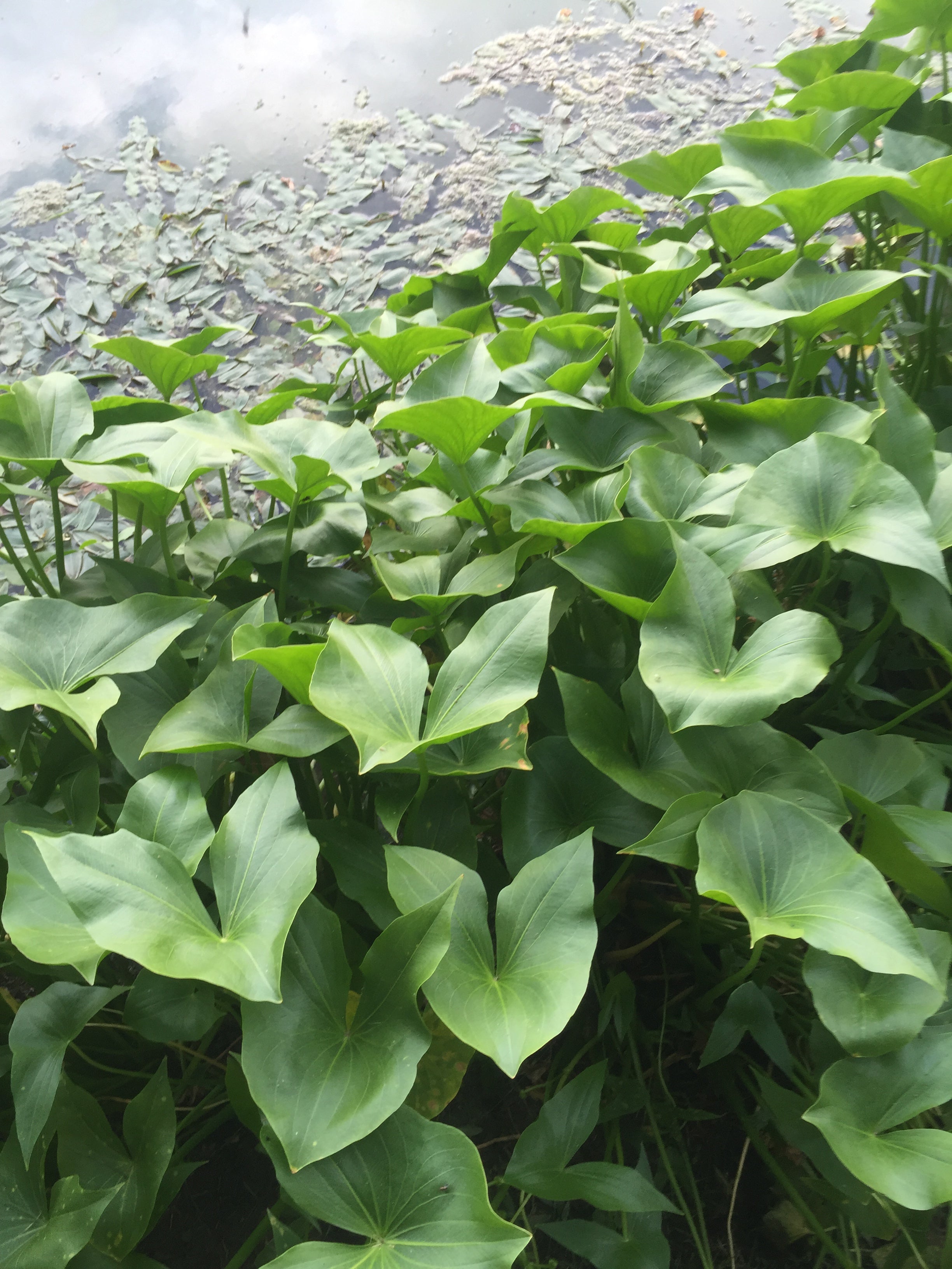 Native Wetland Plant Packages