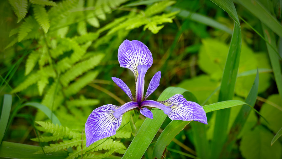 Native Wetland Plant Packages