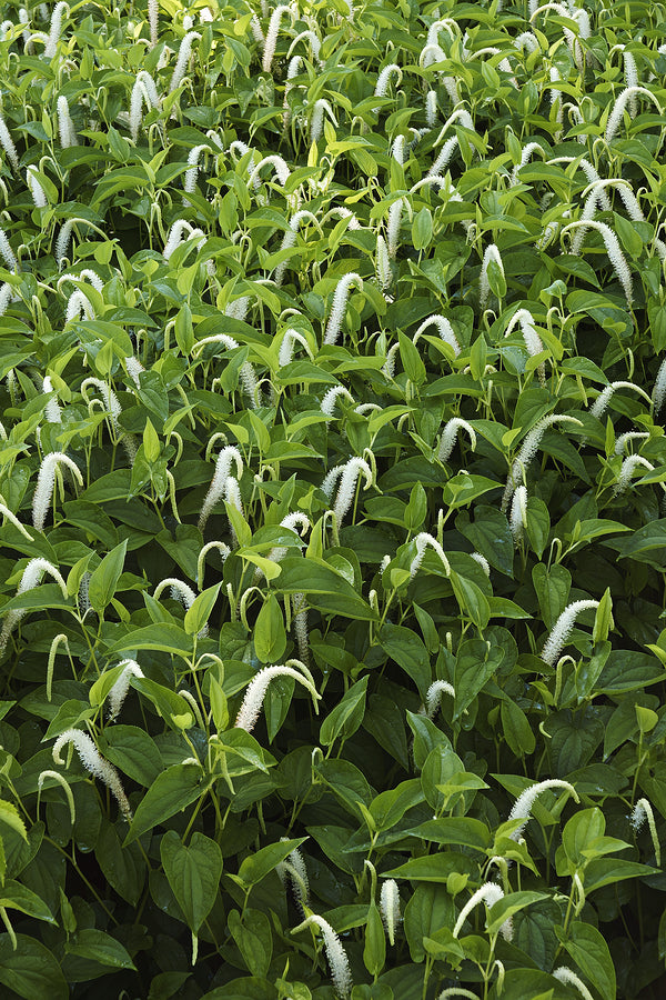 Native Wetland Plant Packages