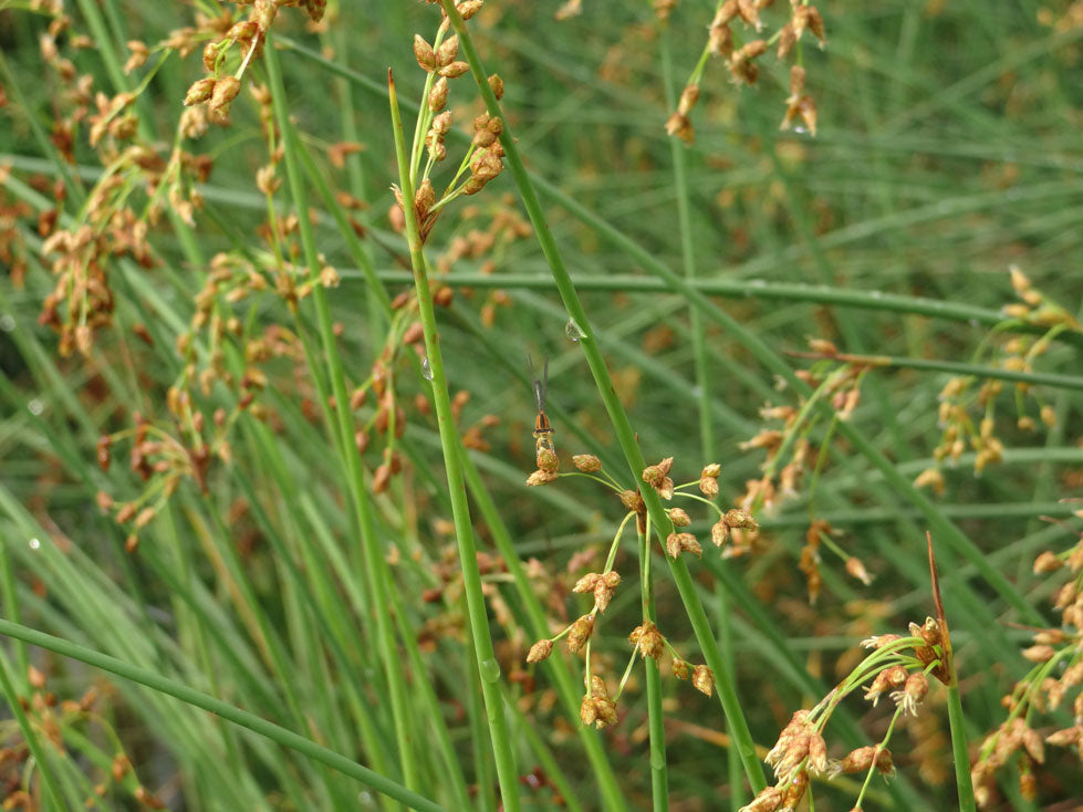 Native Wetland Plant Packages