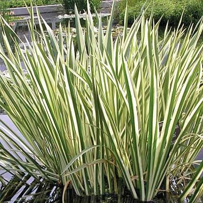 Native Wetland Plant Packages