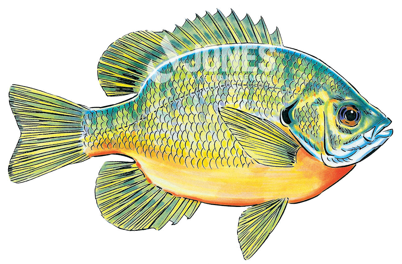 Bluegill Sunfish  Jones Lake Management