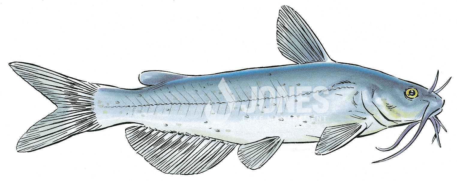 channel catfish illustration