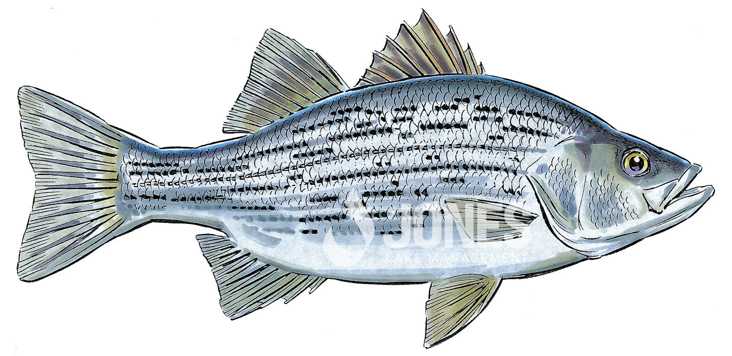 hybrid striped bass illustration