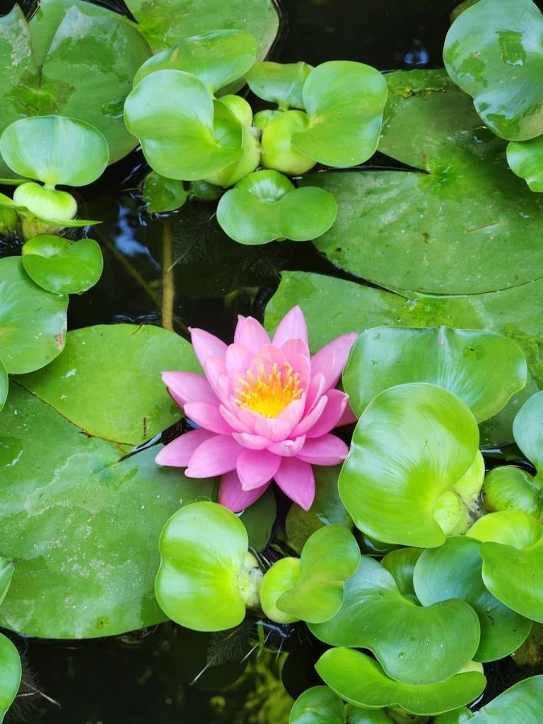 water lily flower pot Potted Water Lily, Hardy