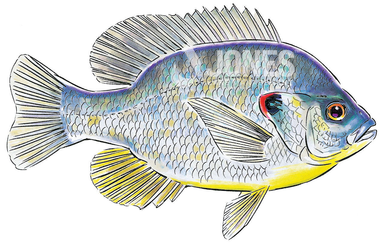 redear sunfish illustration