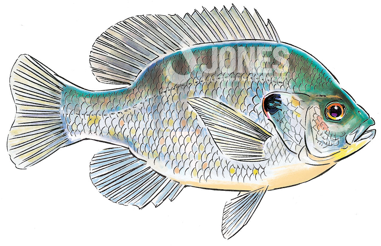 specklebelly sunfish illustration