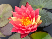 Potted Water Lily, Hardy