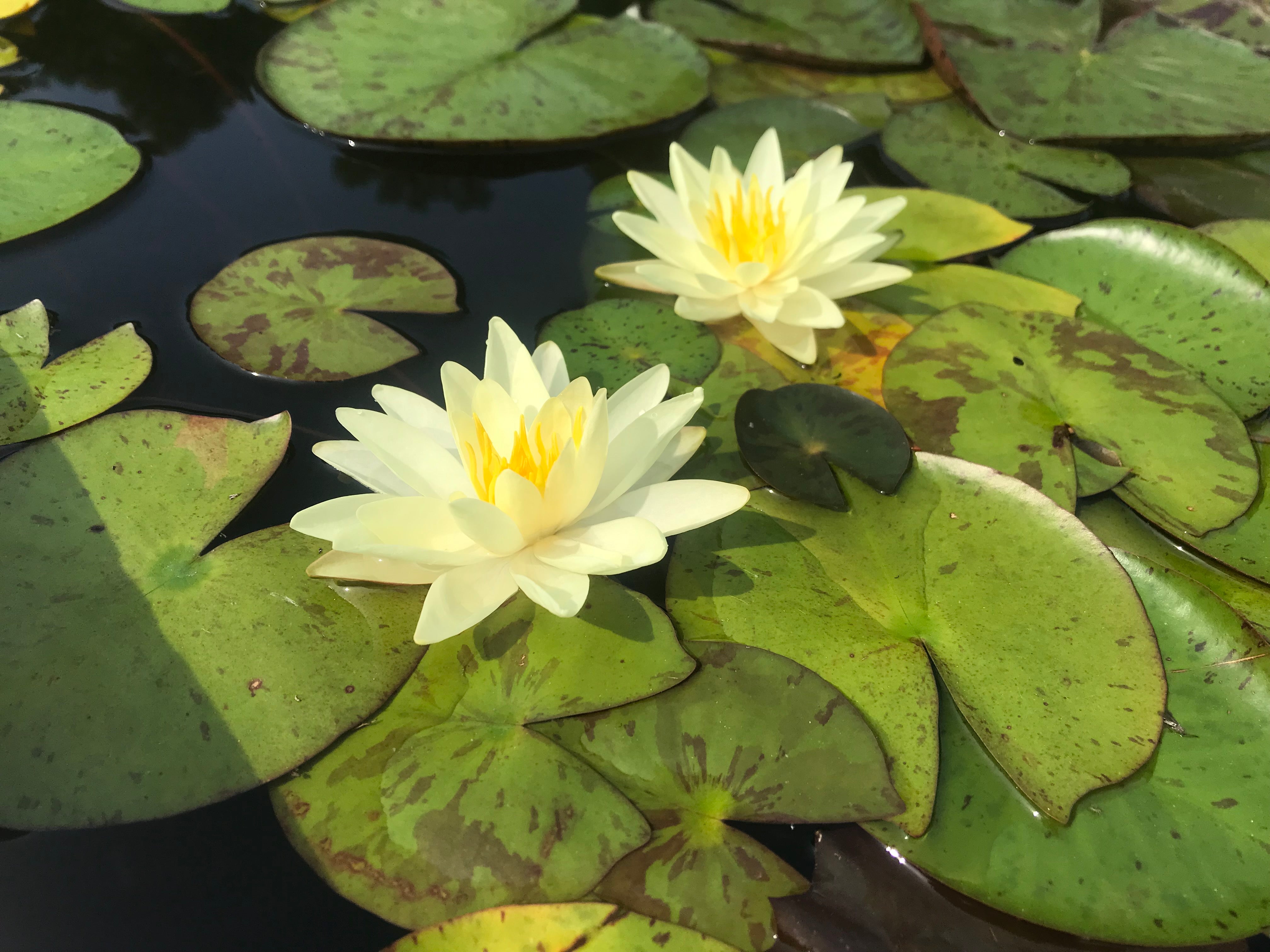 white hardy water lily Potted Water Lily, Hardy