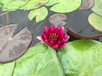red water lily