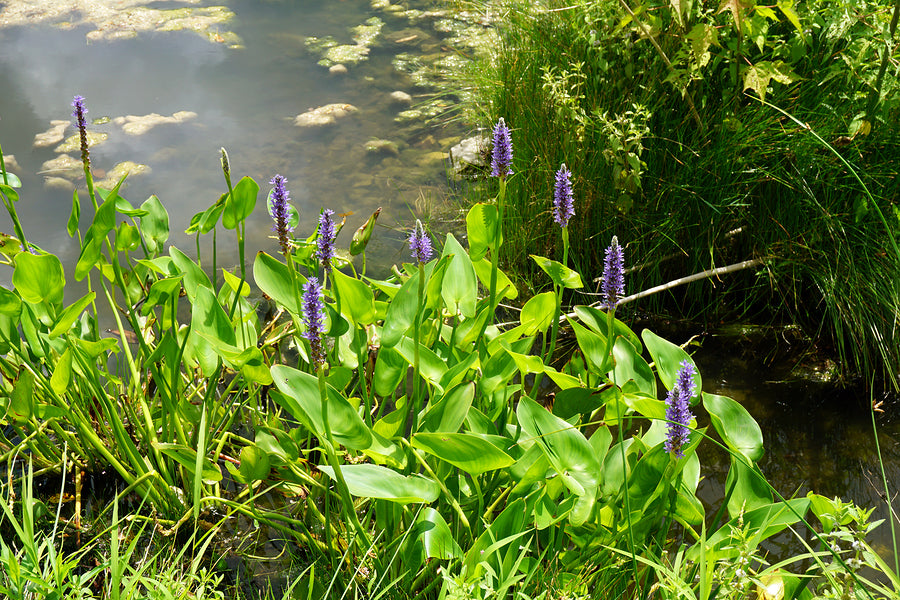 Native Wetland Plant Packages