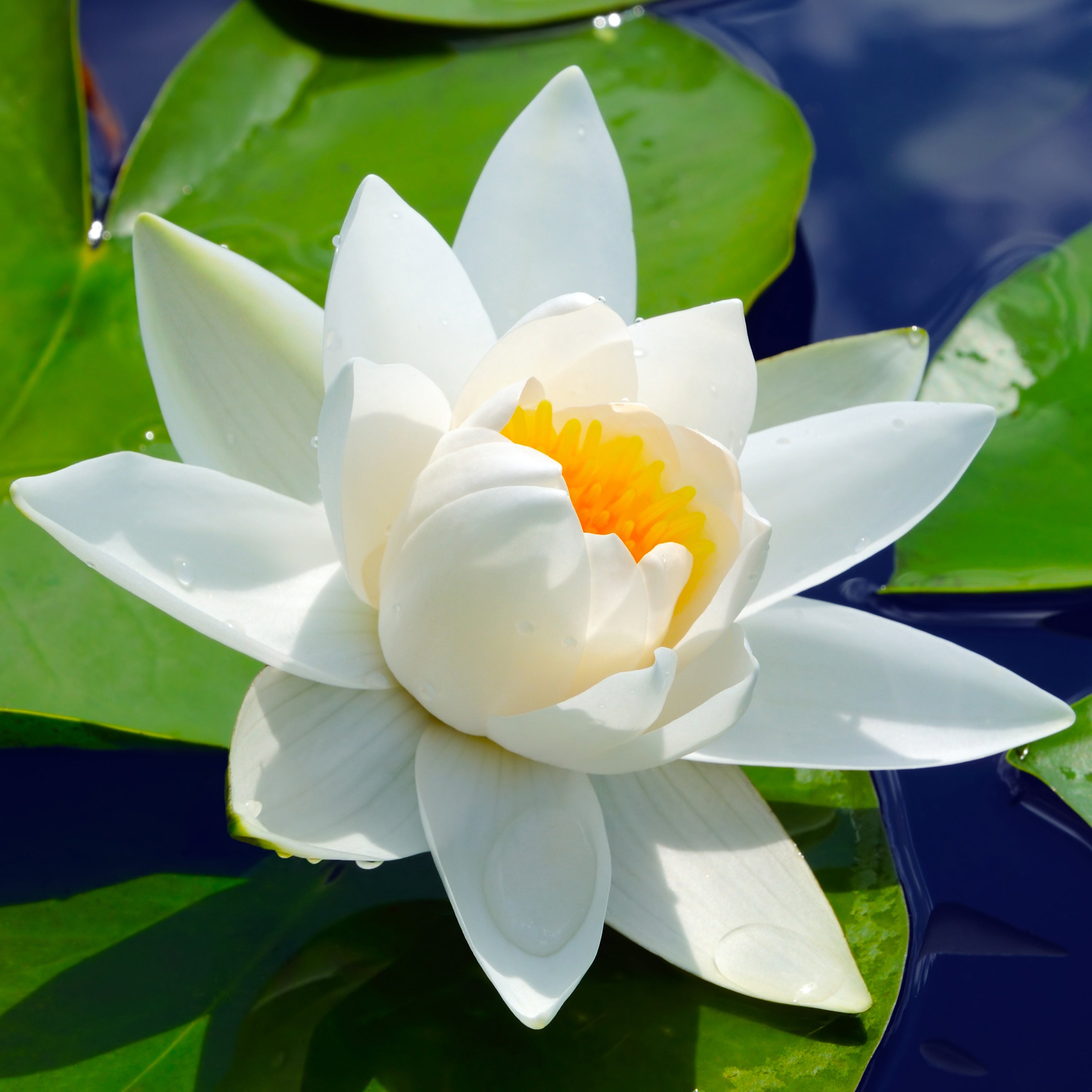 Potted Water Lily, Hardy